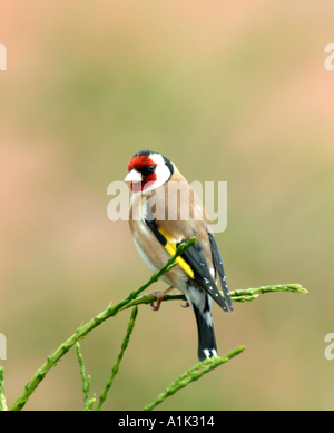 Männliche Stieglitz Gesang in Tanne in einem Cheshire Garten Alsager England Vereinigtes Königreich UK Stockfoto