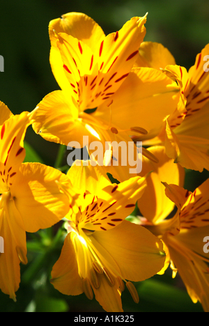 Nahaufnahme von Alstroemeria in voller Blüte in einem schottischen Garten Helensburgh Dumbartonshire Schottland United Kngdom UK Stockfoto