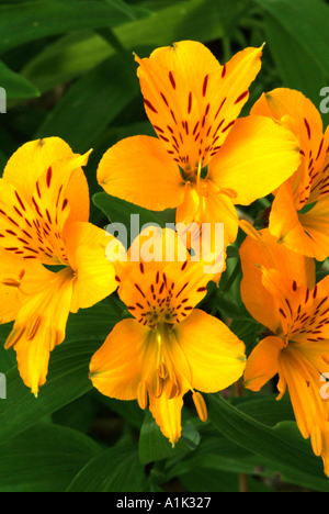 Nahaufnahme von Alstroemeria in voller Blüte in einem schottischen Garten Helensburgh Dumbartonshire Schottland United Kngdom UK Stockfoto