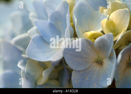 Nahaufnahme von blass blaue Hortensie blüht in einem schottischen Garten Helensburgh Dumbartonshire Schottland United Kngdom UK Stockfoto