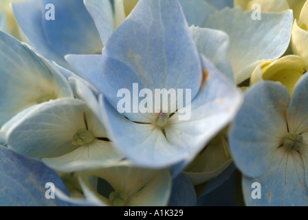 Nahaufnahme von blass blaue Hortensie blüht in einem schottischen Garten Helensburgh Dumbartonshire Schottland United Kngdom UK Stockfoto