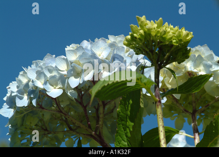 Nahaufnahme von blass blaue Hortensie blüht in einem schottischen Garten Helensburgh Dumbartonshire Schottland United Kngdom UK Stockfoto