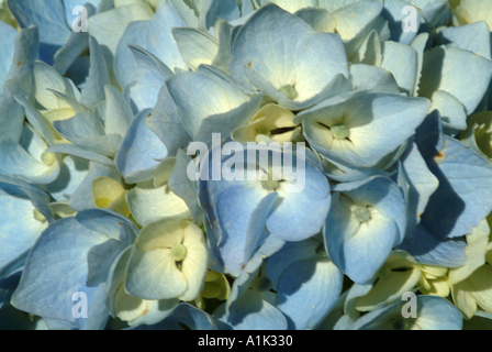 Nahaufnahme von blass blaue Hortensie blüht in einem schottischen Garten Helensburgh Dumbartonshire Schottland United Kngdom UK Stockfoto