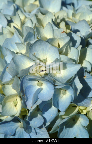 Nahaufnahme von blass blaue Hortensie blüht in einem schottischen Garten Helensburgh Dumbartonshire Schottland United Kngdom UK Stockfoto