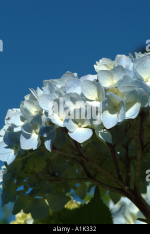 Nahaufnahme von blass blaue Hortensie blüht in einem schottischen Garten Helensburgh Dumbartonshire Schottland United Kngdom UK Stockfoto