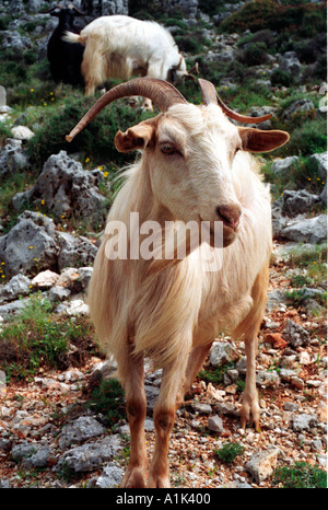 Ziegen Klettern entlang der Klippen an der West Küste von Kefalonia der griechischen Insel, wo Captain Corelli gedreht wurde. Stockfoto