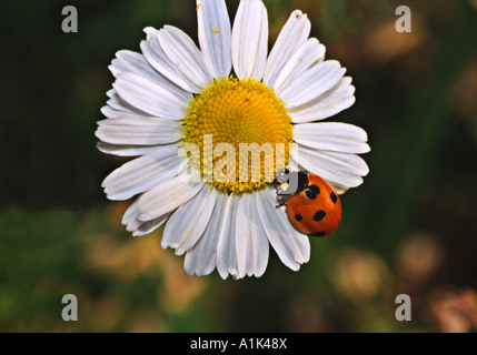 Marienkäfer auf marguerite Stockfoto