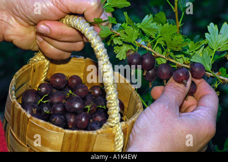 Stachelbeeren - Zuschneiden / Ribes Uva-Crispa Stockfoto