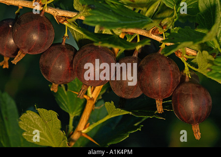 Stachelbeeren Stockfoto