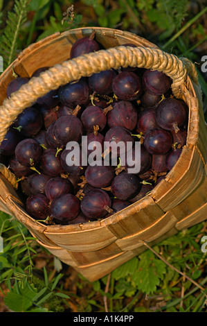 Stachelbeeren Stockfoto