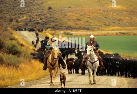 Zwei Cowboys und ihren Hund auf ein Rinder-Round-Up in der Nähe von Steamboat Springs, Colorado Stockfoto