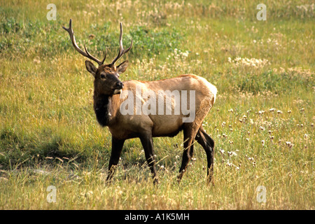 Ein Stier Elch steht Warnung in Rocky Mountain Nationalpark, Colorado, USA Stockfoto