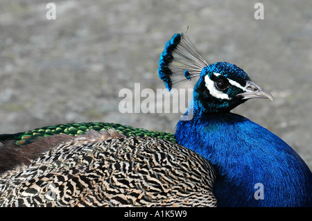 Pfau Stockfoto