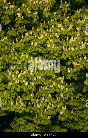 Frische Blätter und Blüten der Rosskastanie Aesculus hippocastanum Stockfoto