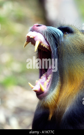 Mandrill zeigt seine Zähne Stockfoto