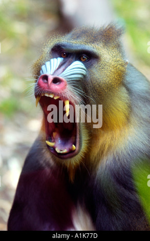 Mandrill zeigt seine Zähne Stockfoto