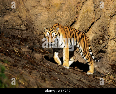 Sibirische Tiger Amur-Tiger im zoo Stockfoto