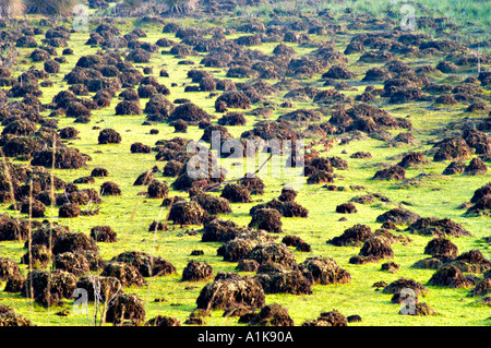 Heide / Moor Stockfoto