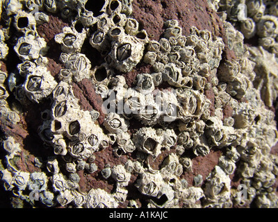 Eichel Barnacle Semibalanus Balanoides Erwachsene zementiert, intertidal rock Wales UK Europe Stockfoto