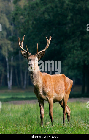 Jungen roten Hirsch - Rothirsch (Cervus Elaphus) Stockfoto