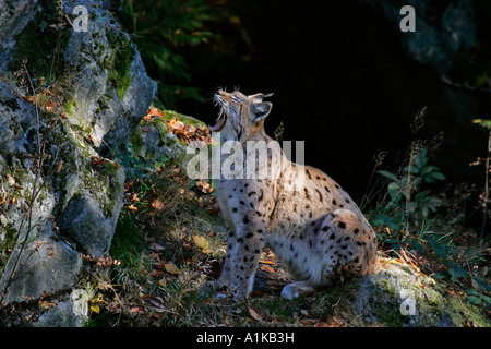 Gähnende Luchs, sitzend auf einem Felsen (Felis Lynx) (Lynx Lynx) Stockfoto