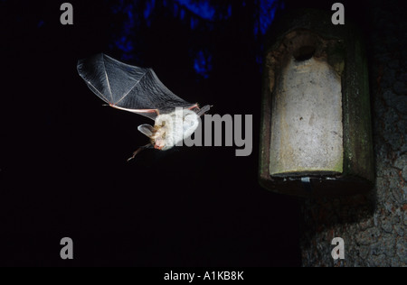 Bechstein Fledermaus (Myotis Bechsteinii) Stockfoto