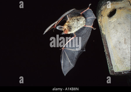 Bechstein Fledermaus (Myotis Bechsteinii) Stockfoto