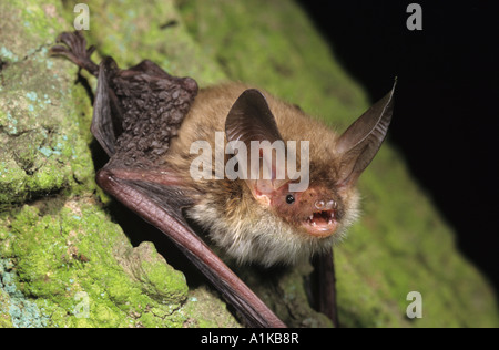 Bechstein Fledermaus (Myotis Bechsteinii) Stockfoto