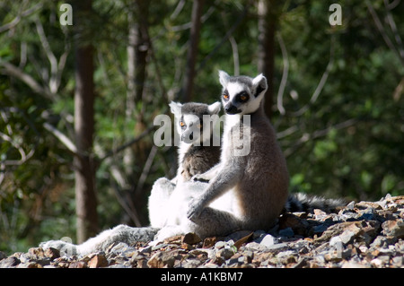 RING-TAILED LEMUREN SITZEN Stockfoto