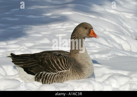 Europäische Graugans - graue Gans (Anser Anser) im winter Stockfoto