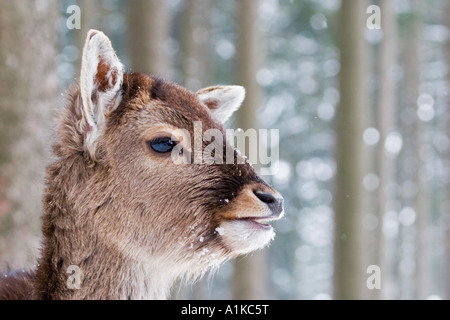 Europäischer Damhirsch (Dama Dama Dama) im winter Stockfoto