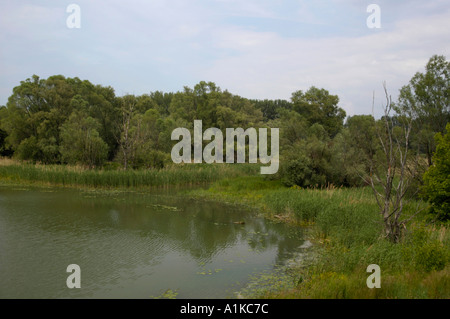 Schönau an der Donau, Auenwäldern Stockfoto