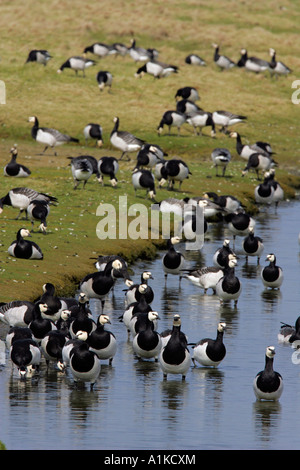 Herde von Weißwangengans Baden und trinken frische Wasser (Branta Leucopsis) Stockfoto