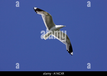 Fliegende gemeinsame Möwe (Larus Canus) Stockfoto