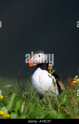 Papageitaucher am Kap Dyrhólaey in Süd-Island (Fratercula Arctica) Stockfoto