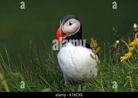 Papageitaucher am Kap Dyrhólaey in Süd-Island (Fratercula Arctica) Stockfoto