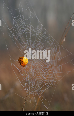 Gelingt mit Tautropfen - cross-Orbweaver - cross Spider - Europäische Gartenkreuzspinne (Araneus Diadematus) Stockfoto