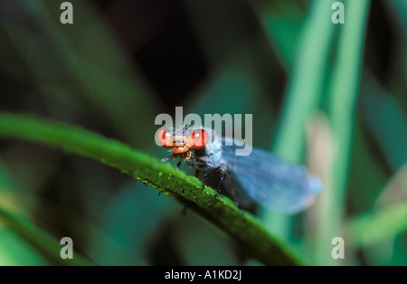 Männliche rotäugigen Damselfly (Erythromma Najas), Deutschland Stockfoto