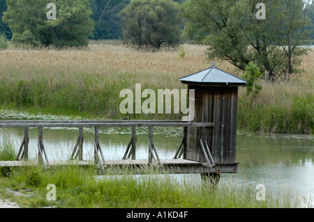 Schönau an der Donau, Auenwäldern Stockfoto