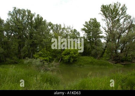 Schönau an der Donau, Auenwäldern Stockfoto