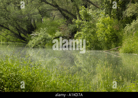 Schönau an der Donau, Auenwäldern Stockfoto