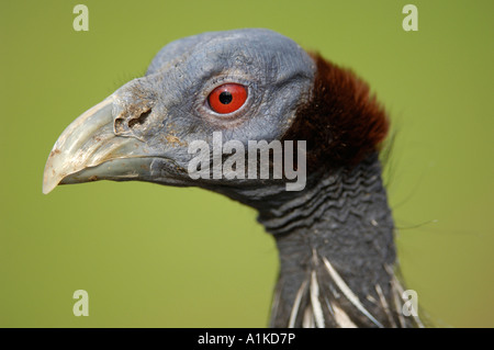 Vulturine Perlhühner (Acryllium Vulturinum)-Porträt Stockfoto