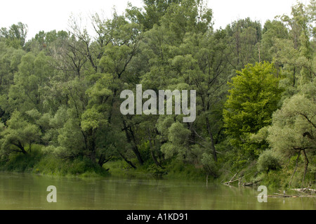 Schönau an der Donau, Auenwäldern Stockfoto