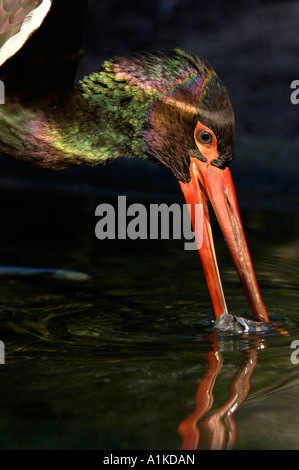 Schwarzstorch (Ciconia Nigra)-Porträt Stockfoto