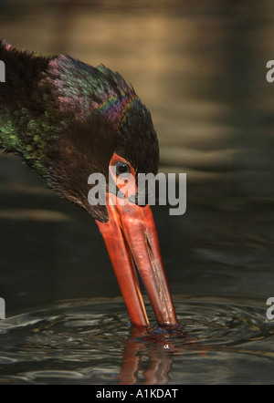 Schwarzstorch (Ciconia Nigra)-Porträt Stockfoto