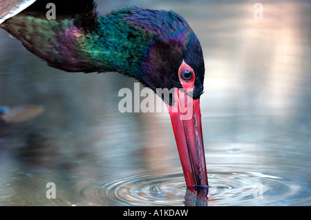 Schwarzstorch (Ciconia Nigra)-Porträt Stockfoto