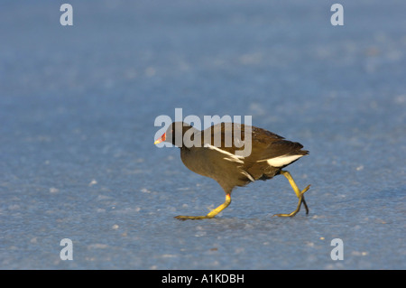 Gallinule (Gallinula Chloropus) zu Fuß auf zugefrorenen See Stockfoto