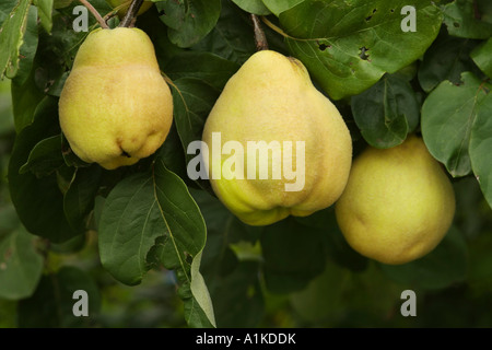 Reife Quitten auf dem Baum Stockfoto