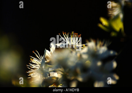 Weißdorn, Euganeischen Hügel, Venetien, Italien Stockfoto