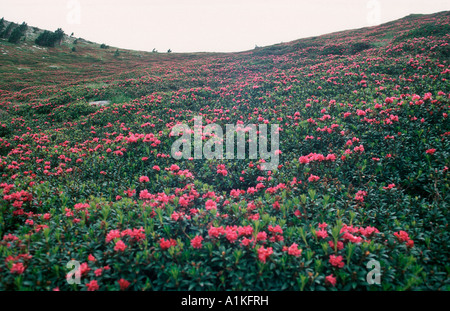 Almwiese mit blühenden Azaleen (Rhododendron SP.) auf Blüte. Pyrenäen. Provinz Girona. Spanien Stockfoto